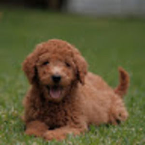 Meet your Posher, Mollee kate